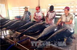 VASEP kiến nghị giải pháp thúc đẩy xuất khẩu cá ngừ 